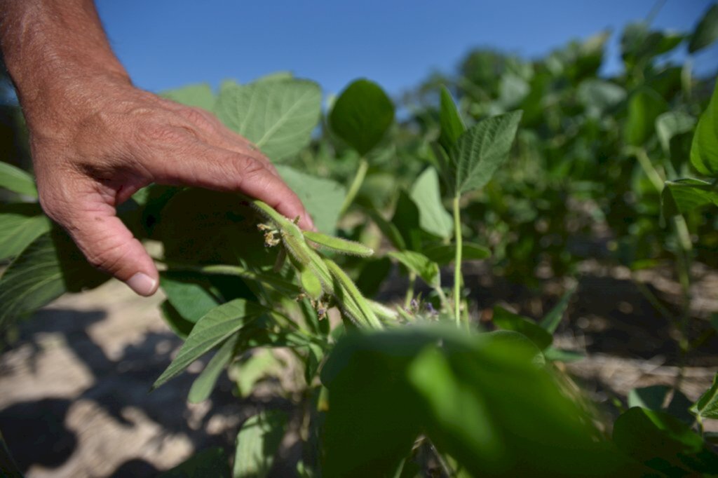 Renan Mattos/Diário - 