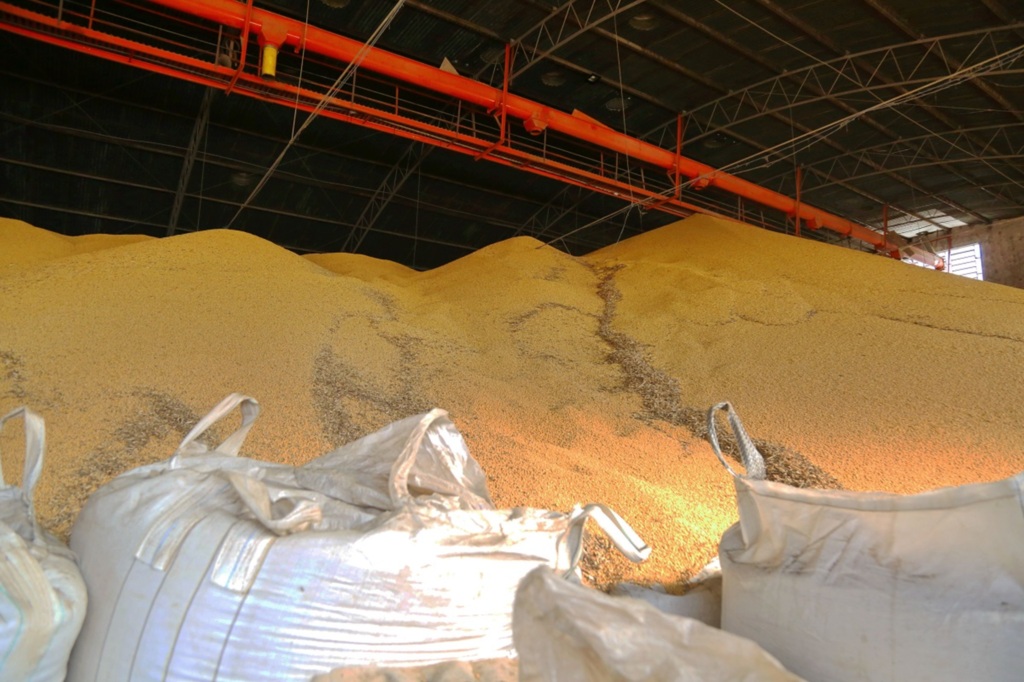 Safra da soja termina com maior produção, mas preços menores