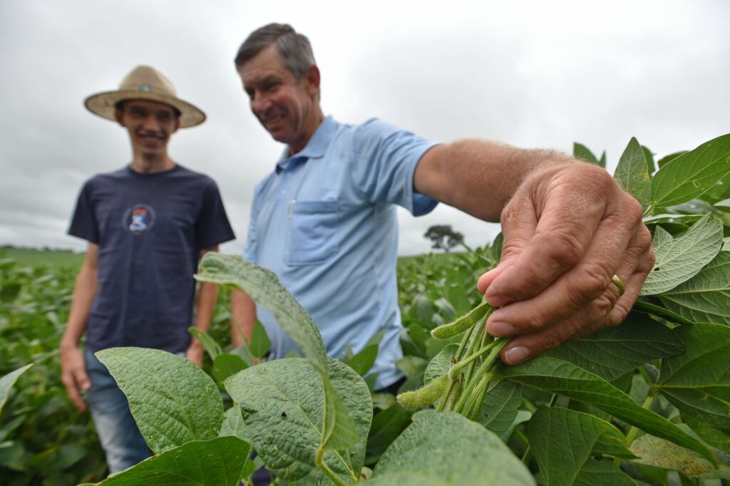 título imagem Colheita será de queda para o arroz e boa para a soja