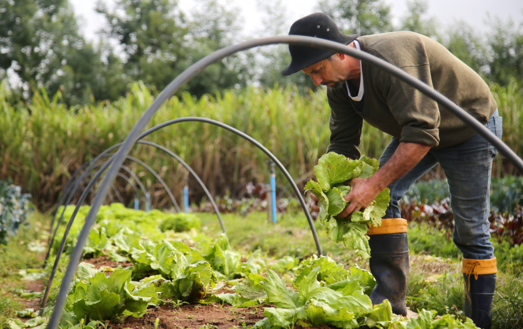 Foto: Renan Mattos (Diário) - Com apoio da UFSM e da Emater, Silva produz hortigranjeiros orgânicos em Pains. Há três anos, vende na Feicoop