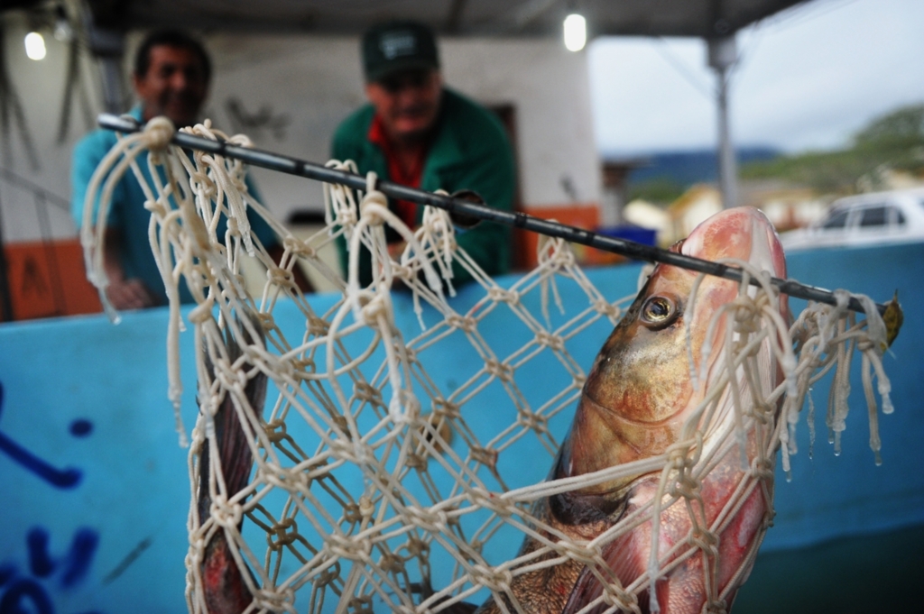 Feira do Peixe Vivo começa nesta terça em Santa Maria