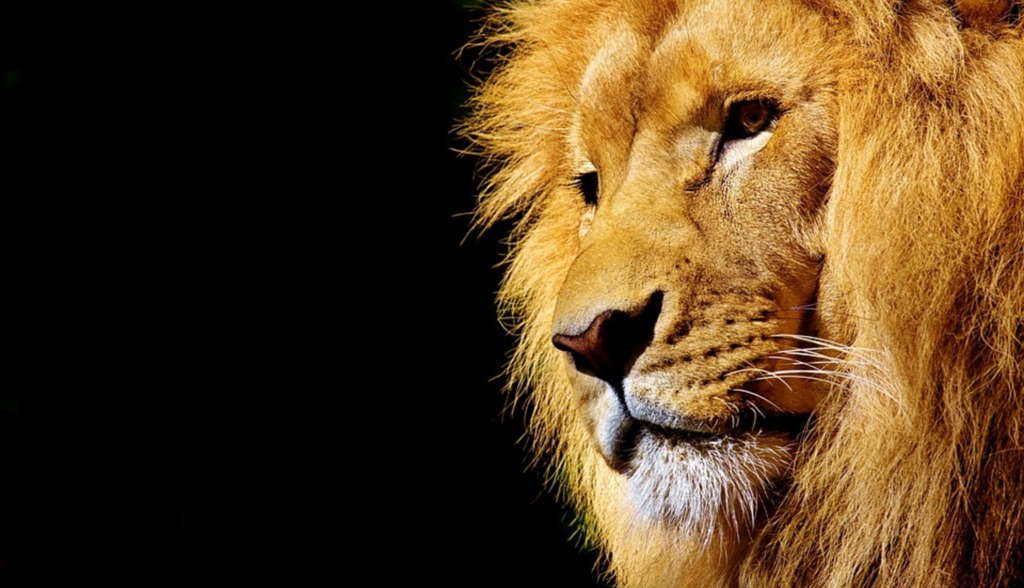 Foto: Pixabay (Divulgação) - 