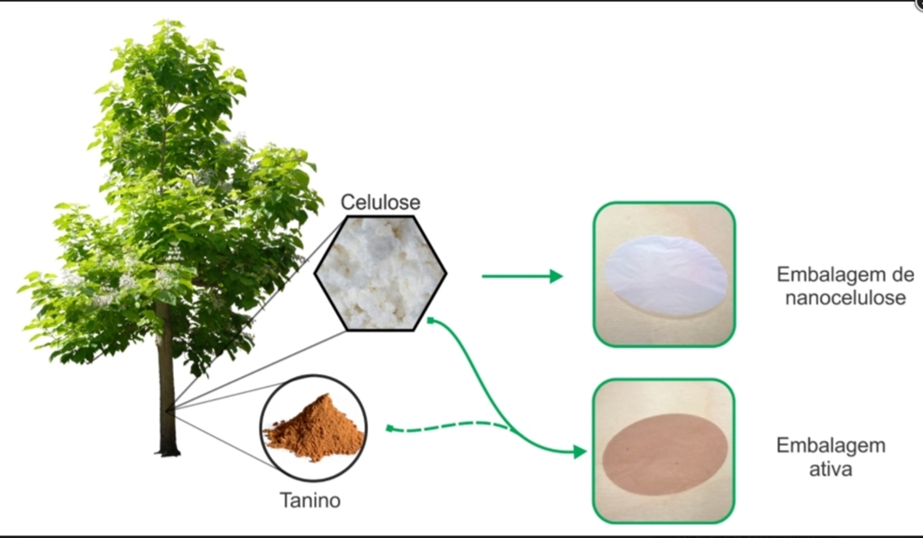 Criada na UFSM embalagem inovadora que pode aumentar vida útil de produtos