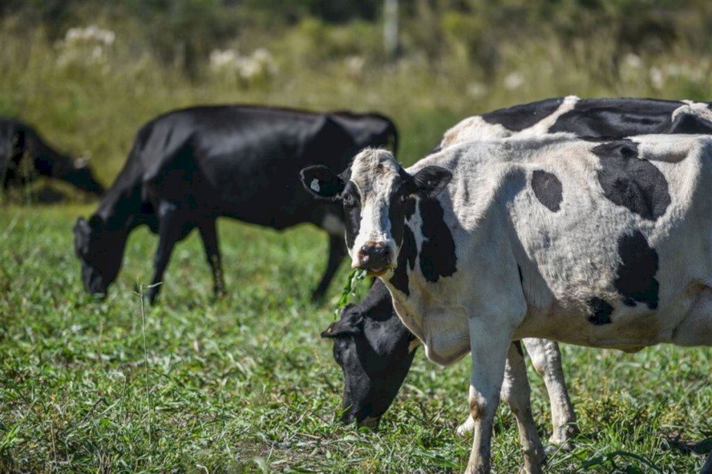 Gabriel Haesbaert (Diário) - 