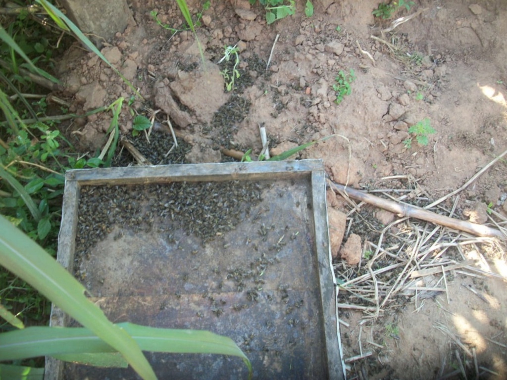 MP pede suspensão da venda de inseticida que causou morte de abelhas na região