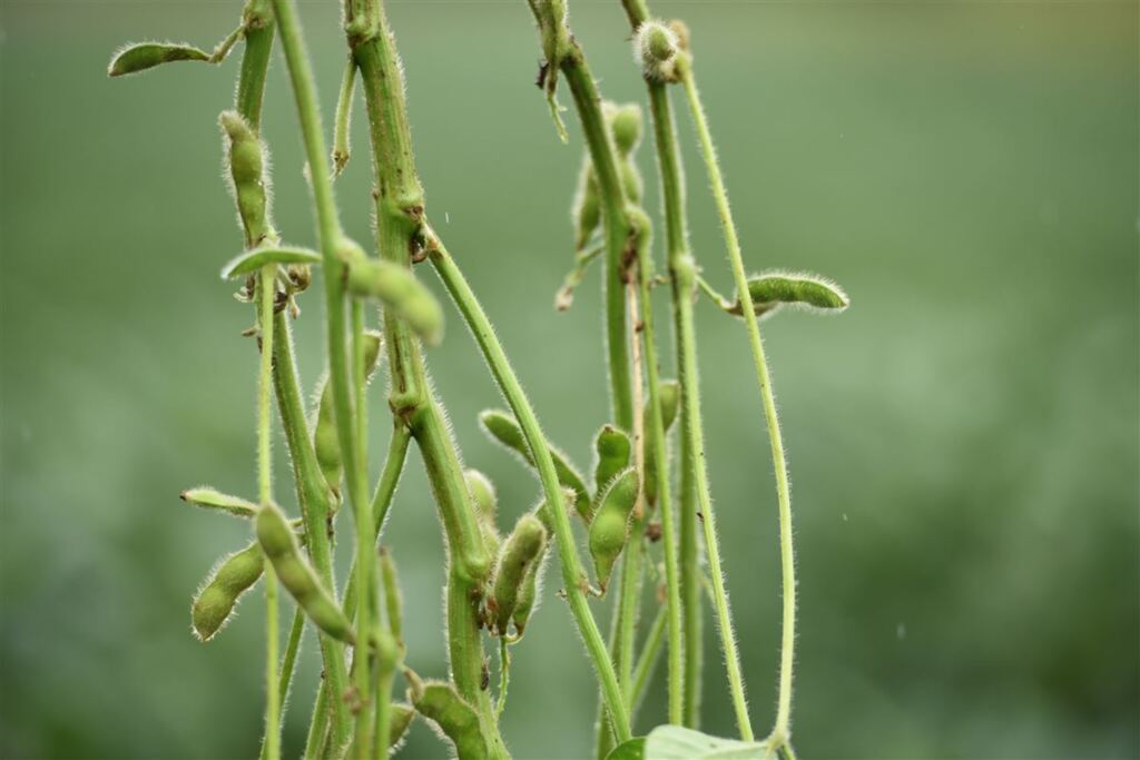 Exportação brasileira de soja ultrapassa US$ 2,5 bi em fevereiro