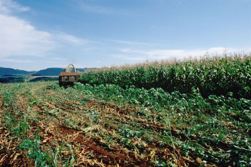 Milho em colheita tem boa produtividade no Rio Grande do Sul