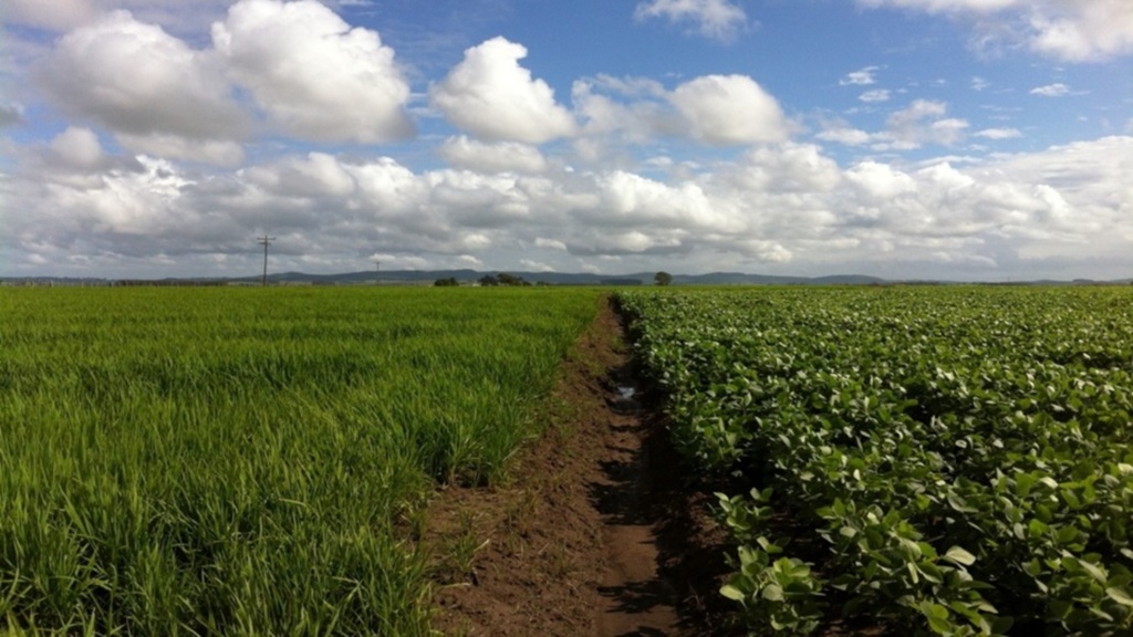 Chuvas constantes beneficiam lavouras de soja e dificultam cultivo de arroz na região