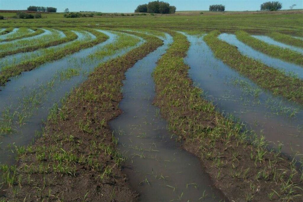 Foto: Instituto Rio Grandense do Arroz (Divulgação) - 
