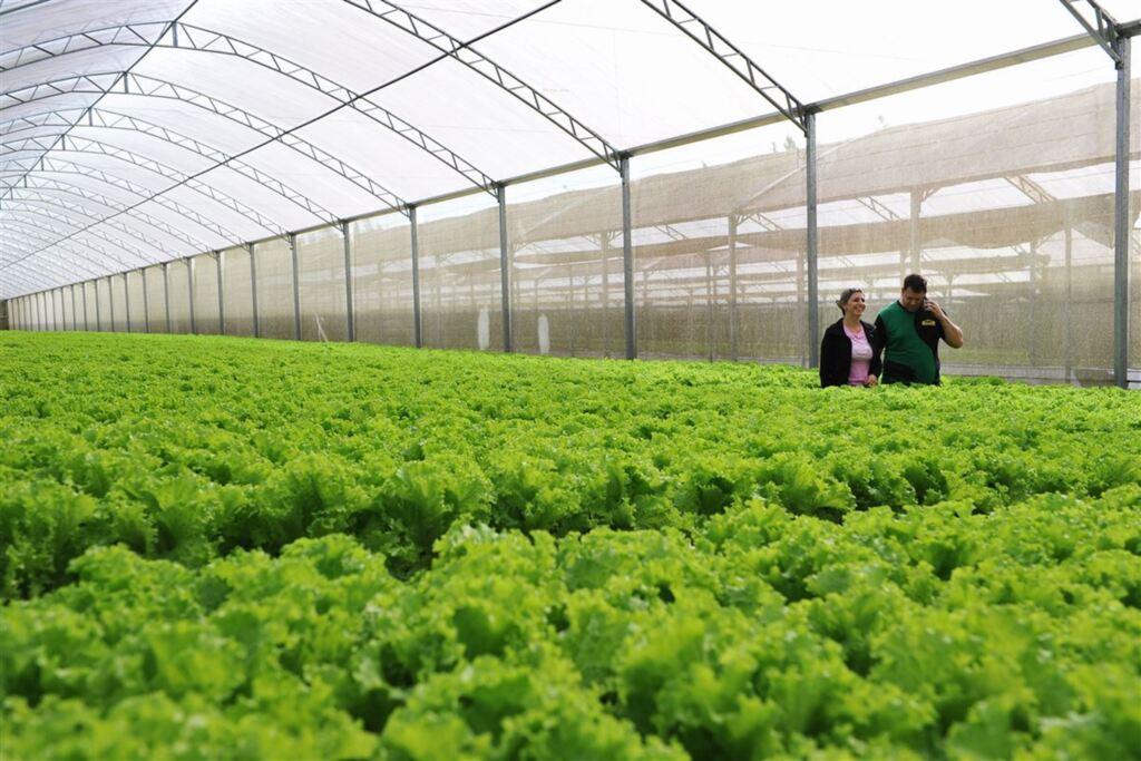 PIB do agronegócio cresceu 2,5% no 3º trimestre deste ano no Brasil