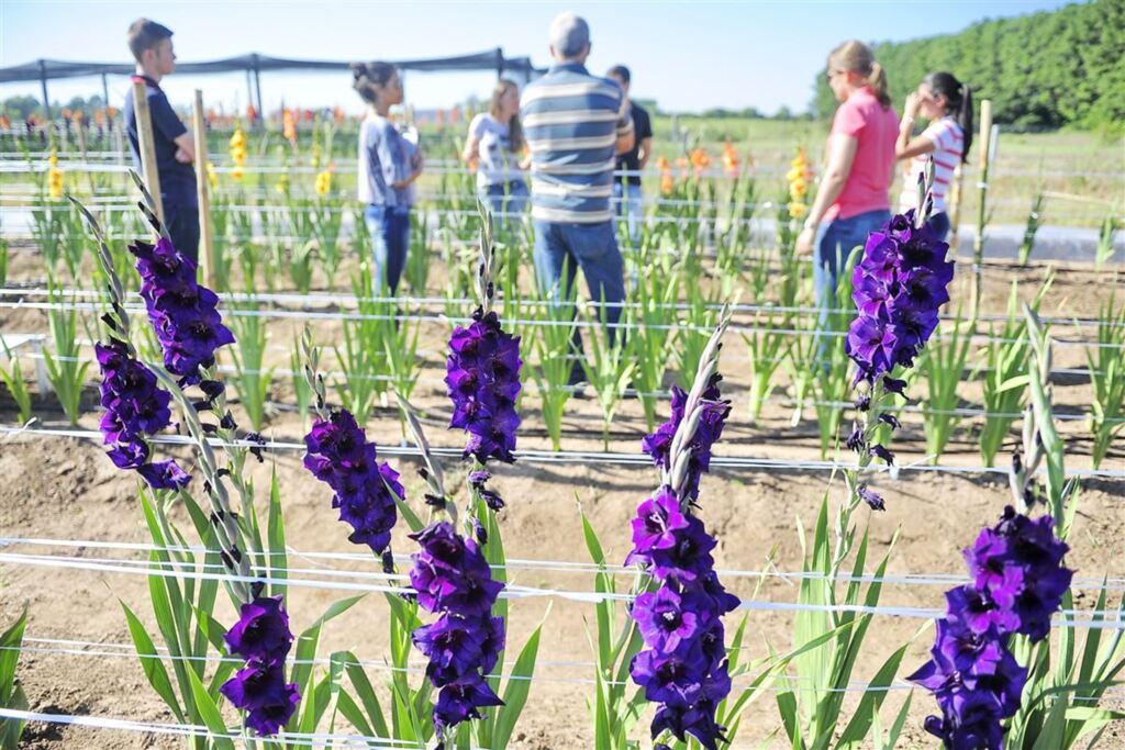 Foto: Gabriel Haesbaert (Diário) - Produtor rural recebe orientação de pesquisadores da UFSM em Santa Maria