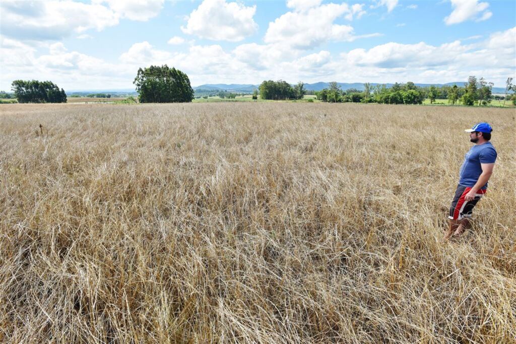 Germinação da soja começa no Rio Grande do Sul