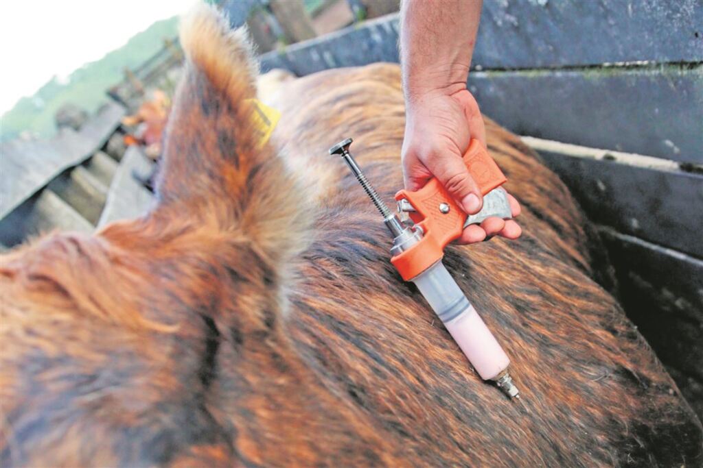 Foto: Lauro Alves (Divulgação) - 