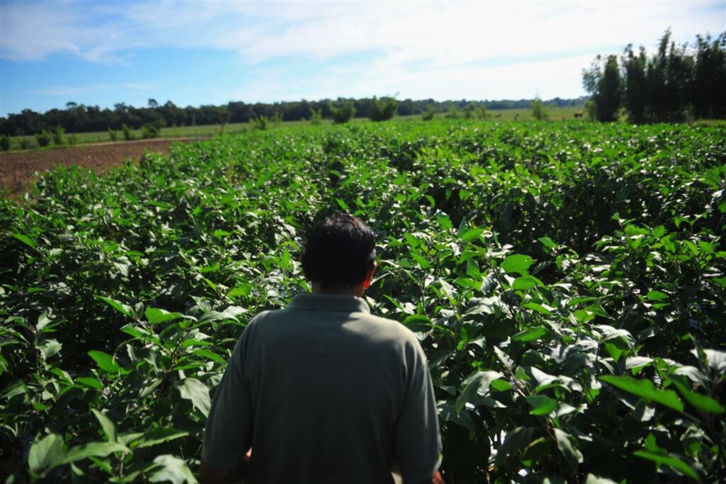 Foto: Lucas Amorelli (Arquivo Diário) - 