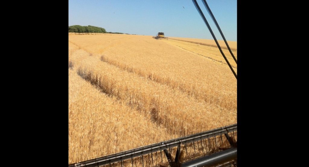 Foto: Marasca Comércio de Cereais (Divulgação) - 