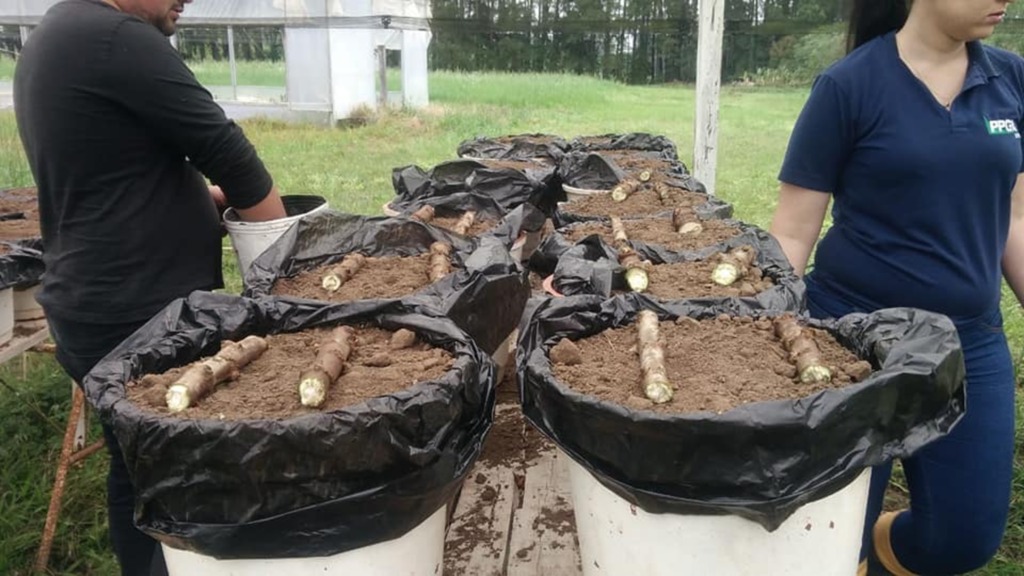 Foto: UFSM (Divulgação) - 