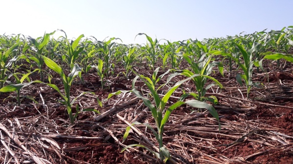 RS tem 167 mil hectares semeados com milho
