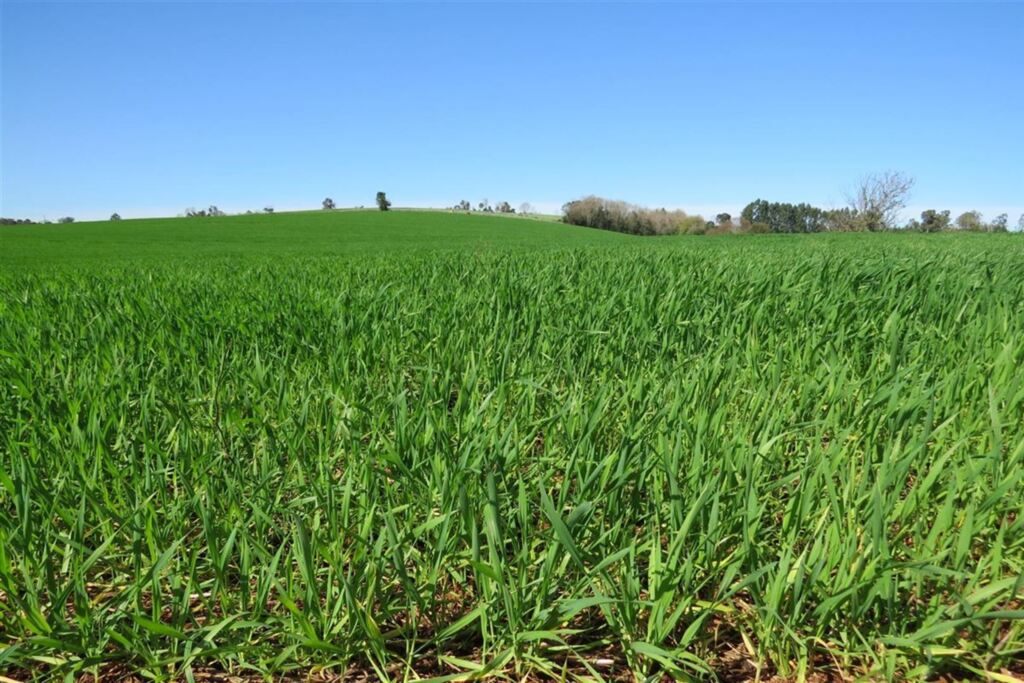 Foto: Emater - Trigo está no início da safra. Produtores reclamam do preço e de concorrência do Mercosul