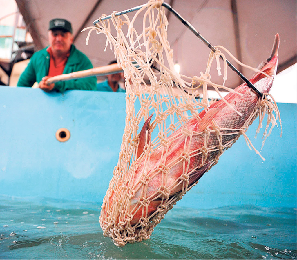 Feira do Peixe Vivo de Santa Maria deve manter os preços de 2017