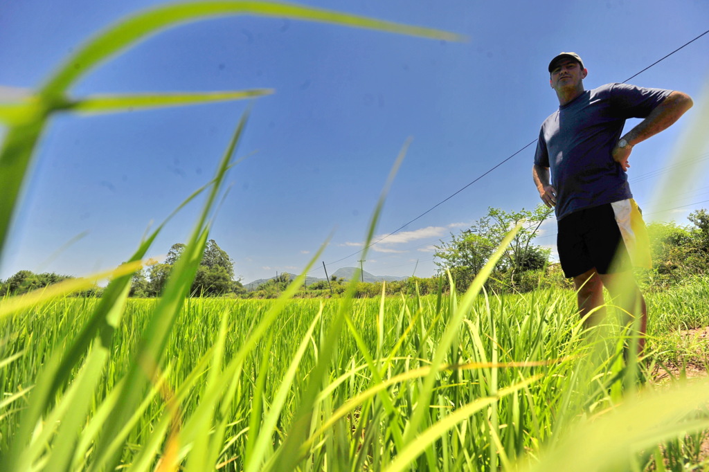 Gabriel Haesbaert (Diário) - Lavouras estão com um bom desenvolvimento, no entanto, se faltar chuva, pode haver perdas