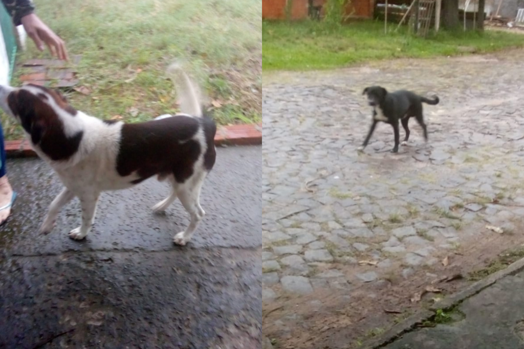 Galeria de imagens: Segundo a ocorrência, os dois supostos proprietários dos animais teriam afirmado aos policiais que não seriam os donos, e alegado que os animais vivem na rua.