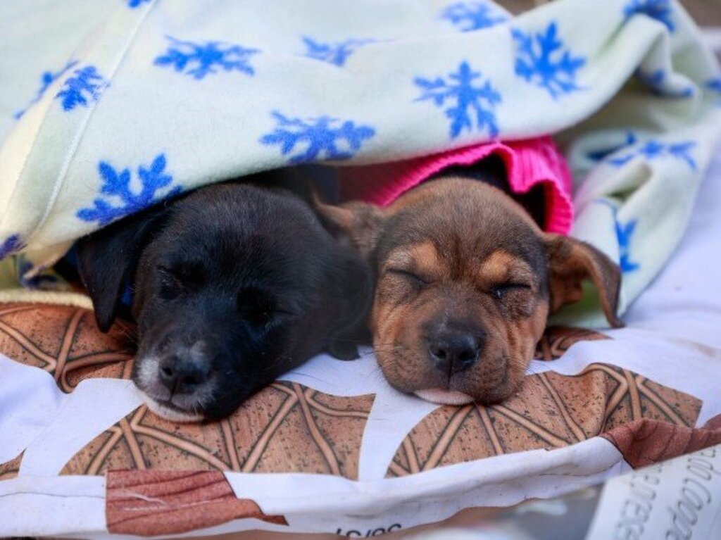 Primeira edição do Vitrine Pet ocorre neste domingo em Santa Maria
