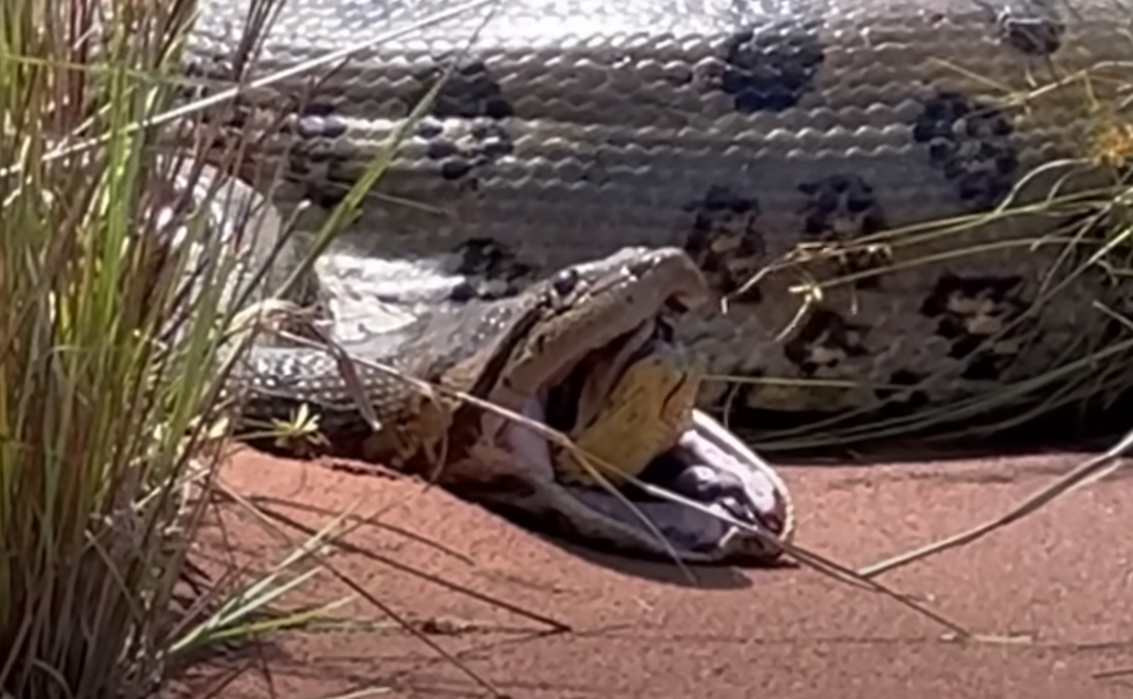 título imagem História de pescador? Vídeo de anaconda regurgitando outra cobra intriga até especialistas