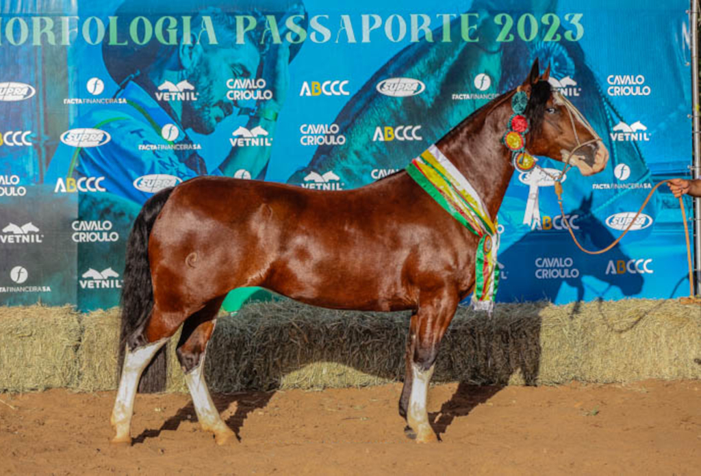 Classificatória à Expointer deste ano reuniu 73 cavalos crioulos