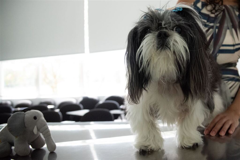 Bom pra cachorro? Óleo de cannabis pode servir no tratamento de alergias em pets, aponta pesquisa pioneira na UFSM 