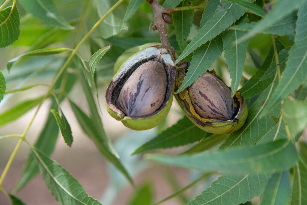 Abertura da colheita de Noz-Pecã em Santa Maria mostra a importância do cultivo para a economia do Estado