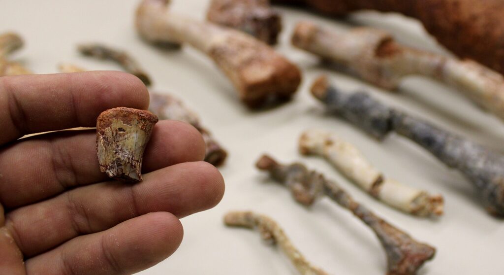 Paleontólogos da UFSM descobrem nova espécie pré-histórica que preenche lacuna na evolução dos dinossauros