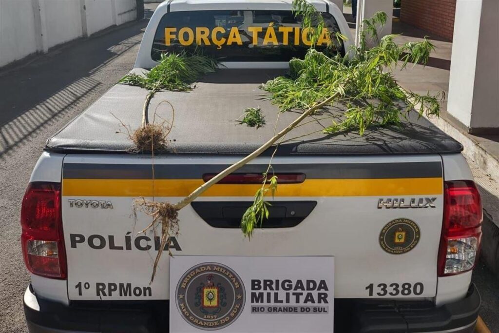 Homem é preso ao ser flagrado com pés de maconha em Santa Maria