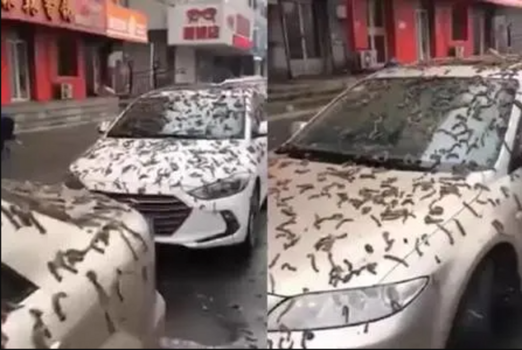‘Chuva de vermes’ assusta moradores em Pequim, na China