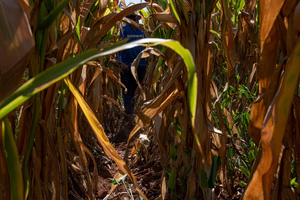 Governo do RS deve anunciar novas medidas de enfrentamento à estiagem; na região 39 municípios decretaram emergência