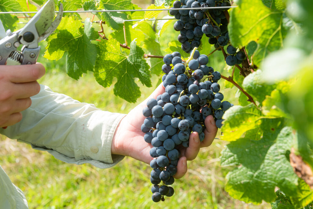 Vai um vinho aí? Colheita das uvas no Vale Central começa com boas expectativas