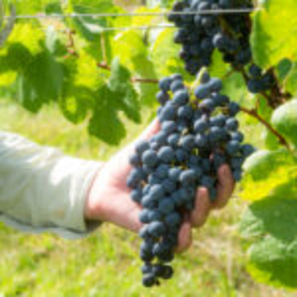 título imagem Vai um vinho aí? Colheita das uvas no Vale Central começa com boas expectativas