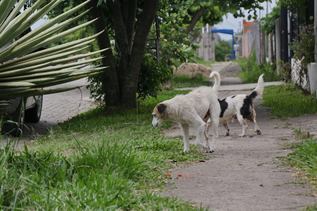 Pinhal Grande assina convênio para efetivação do programa de castração Melhores Amigos