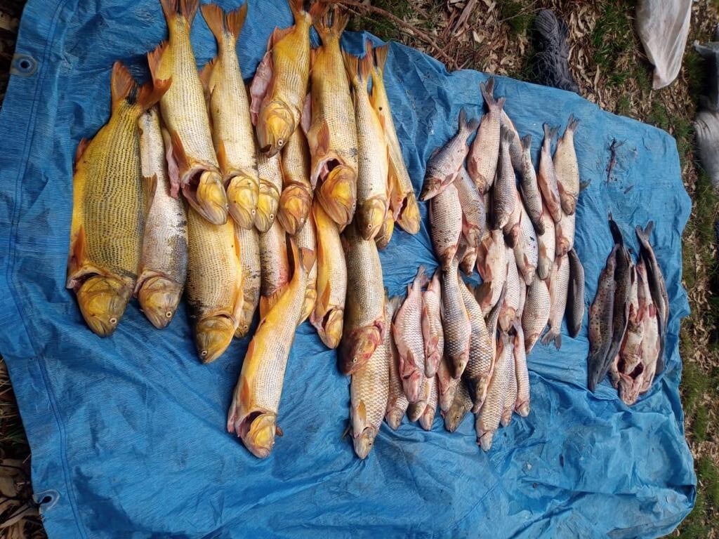 Homens são presos ao serem flagrados com 250 kg de peixes em Cacequi