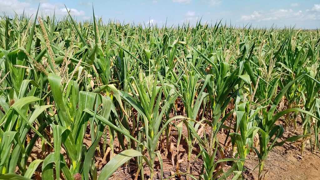 Júlio de Castilhos decreta situação de emergência devido à estiagem