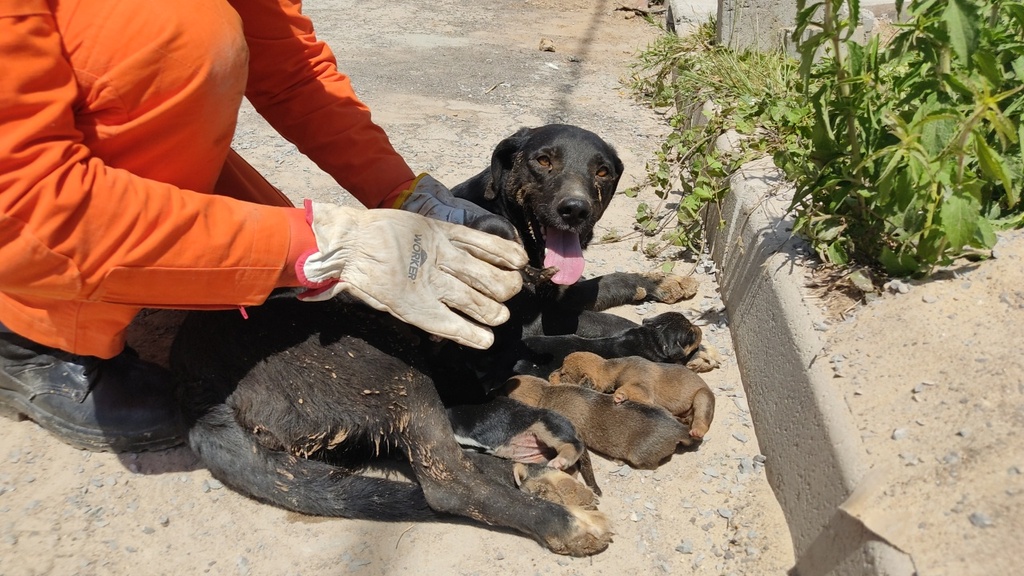Vídeo: cachorra dá à luz dentro de tubulação, fica presa e calçamento precisa ser retirado para resgate em Santiago