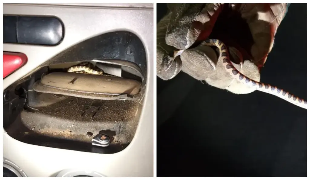 Filhote de jiboia entra em ar-condicionado de carro e morde mulher com recém-nascido no colo em MG