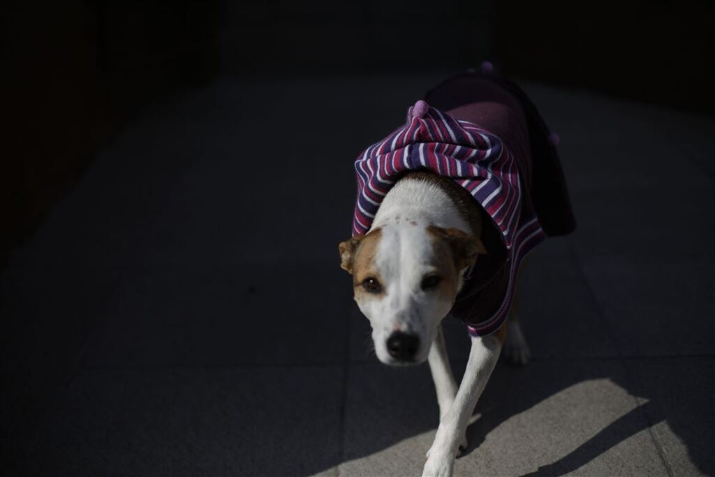 Dezembro Verde: saiba como denunciar casos de abandono de animais