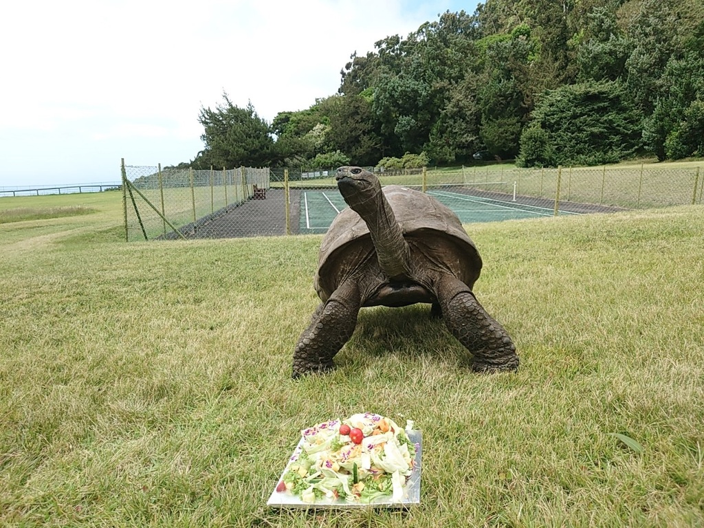 Tartaruga Jonathan faz 190 anos e é o mais velho dos animais terrestres 