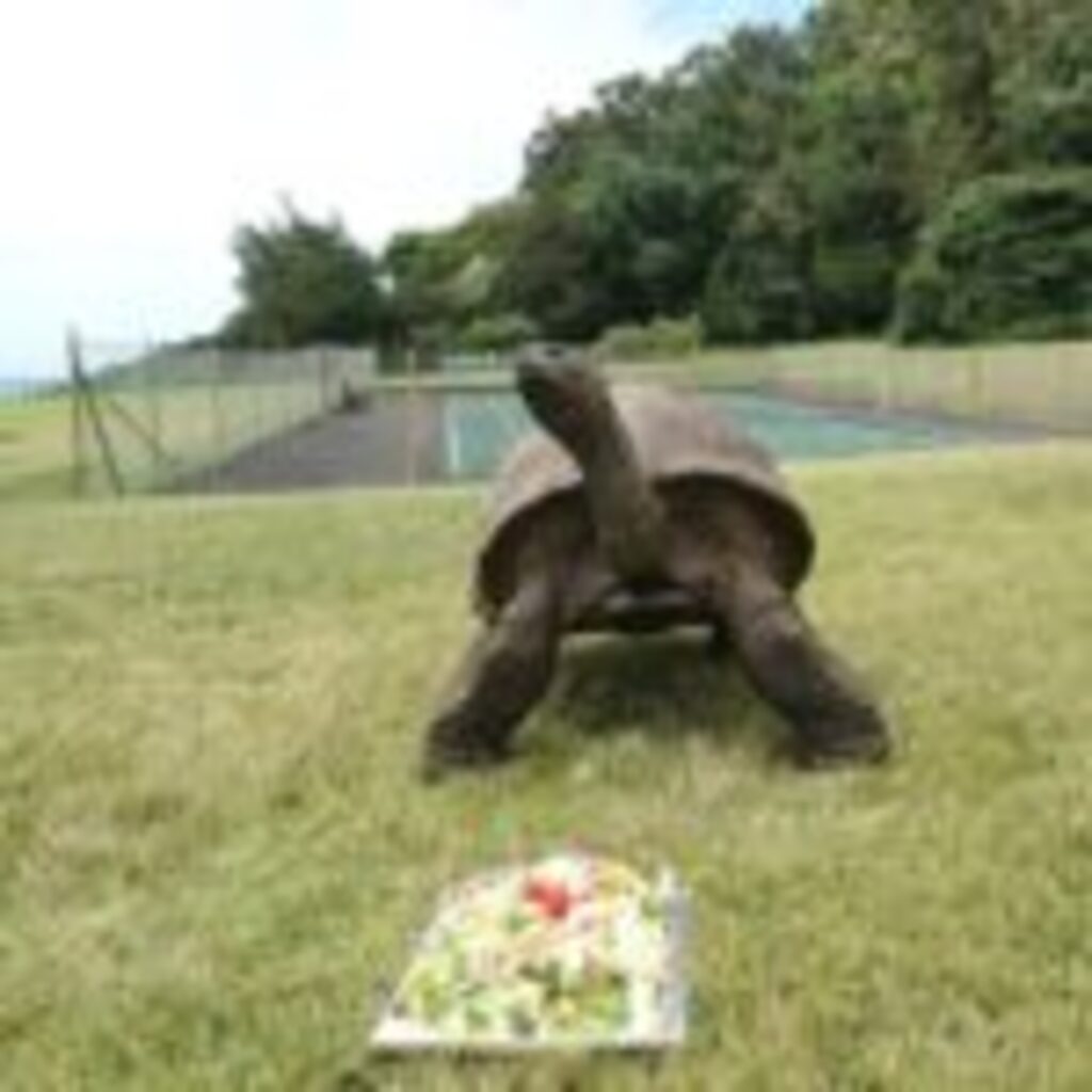 título imagem Tartaruga Jonathan faz 190 anos e é o mais velho dos animais terrestres 