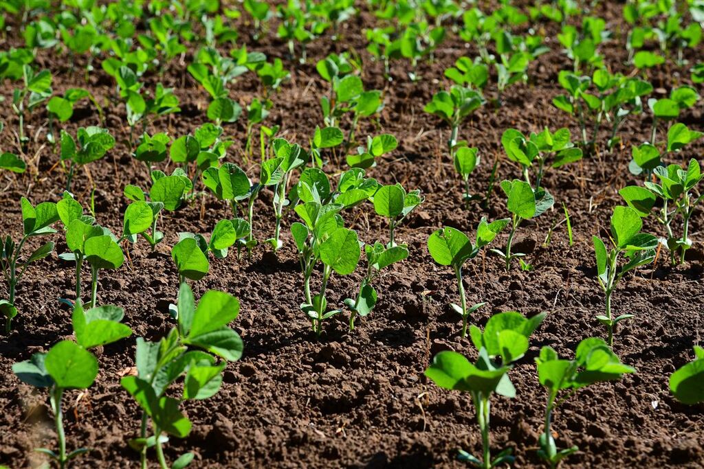 Falta de chuva já causa prejuízo de produtores na região de Tupanciretã