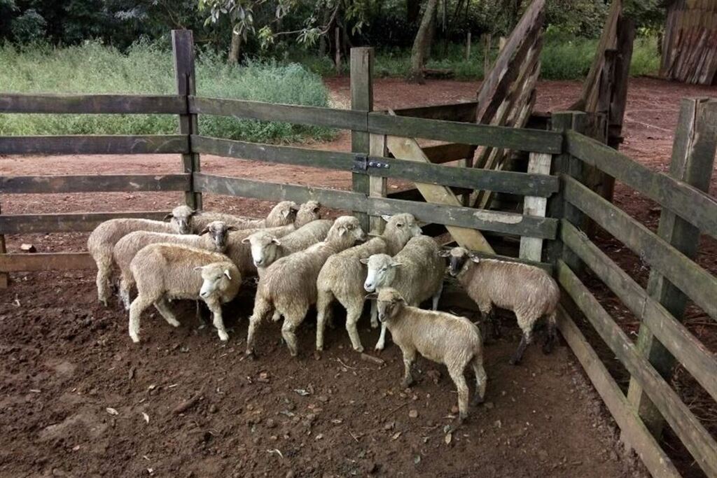 Funcionário carneia ovelha do patrão e acaba preso em <strong>São Gabriel</strong>