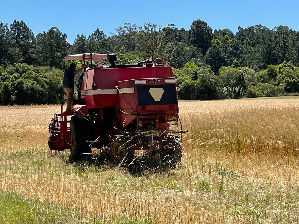 <strong>Grupo de pesquisa realiza colheita de trigo com experimentos na UFSM</strong>