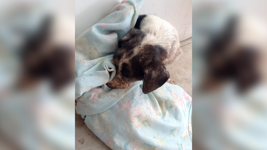 Após denúnca anônima, cachorro foi encontrado com vida em estado avançado de decomposição em Santa Maria e dona é presa