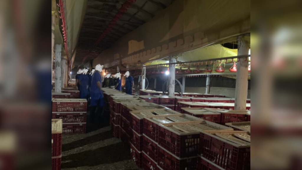 289 trabalhadores foram resgatados em situação análoga à escravidão no primeiro semestre de 2022, afirma relatório da DPU