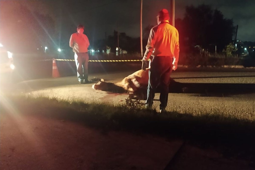 título imagem Égua é sacrificada após ser atropelada na região oeste de Santa Maria